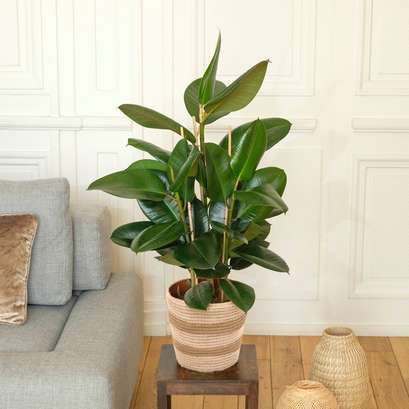 ficus elastica livraison plantes interflora comparateur de fleurs bloomyrama