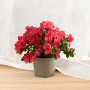 azalée plante fleurie livraison interflora comparateur de fleurs bloomyrama