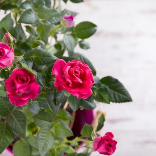 Le rosier d’intérieur : une touche fleurie pleine de charme