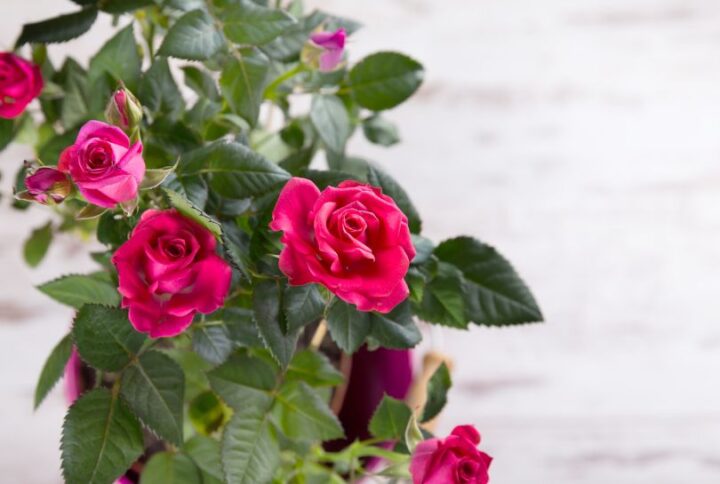 Le rosier d’intérieur : une touche fleurie pleine de charme
