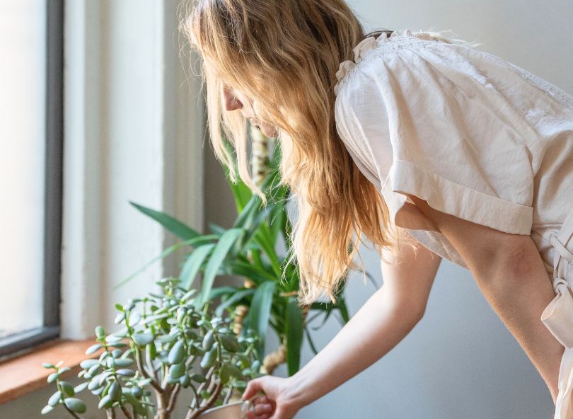 plantes livraison fête des mères comparaison sur bloomyrama