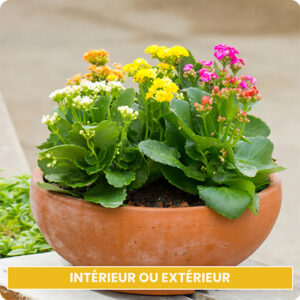 Kalanchoés multicolores, coupe de plantes succulentes colorées, sur le comparateur de fleurs bloomyrama