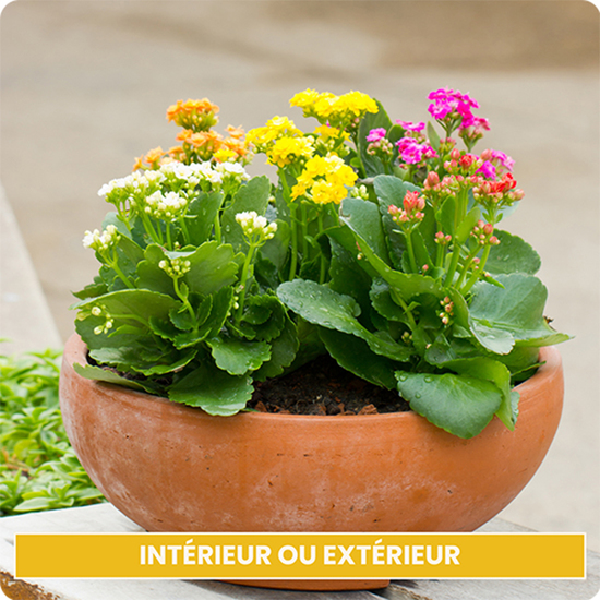 Kalanchoés multicolores, coupe de plantes succulentes colorées, sur le comparateur de fleurs bloomyrama