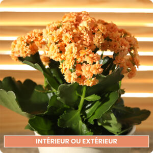 Kalanchoé en pot, plante succulente fleurie colorée, sur le comparateur de fleurs bloomyrama