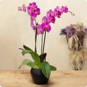 Orchidée Rose en Pot 123fleurs, orchidée phalaenopsis avec fleurs roses et feuillage vert, vu sur le comparateur de fleurs bloomyrama