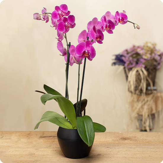 Orchidée Rose en Pot 123fleurs, orchidée phalaenopsis avec fleurs roses et feuillage vert, vu sur le comparateur de fleurs bloomyrama