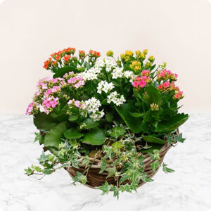 Jardinière de Kalanchoés multicolores avec lierre en vannerie, vue sur le comparateur de fleurs bloomyrama