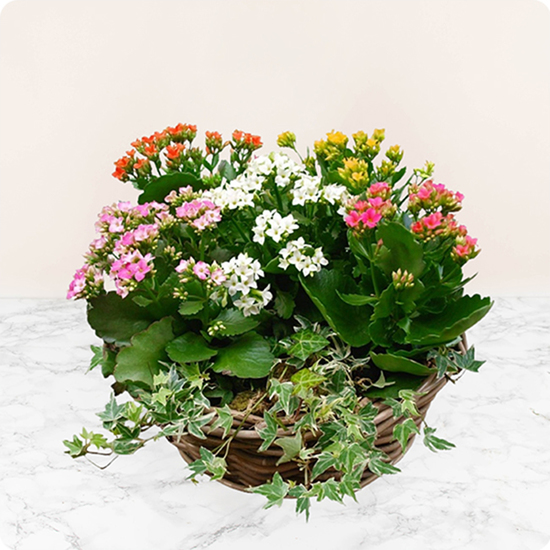 Jardinière de Kalanchoés multicolores avec lierre en vannerie, vue sur le comparateur de fleurs bloomyrama
