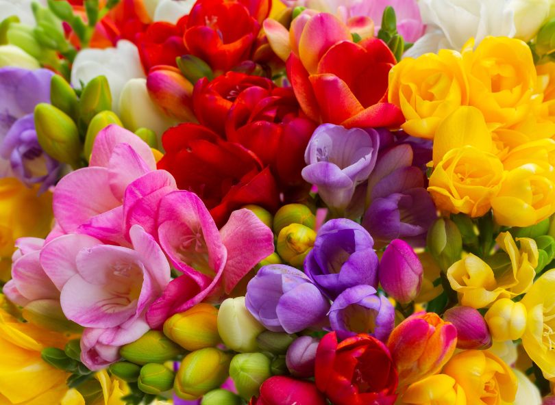 offrir des bouquets de freesias de toutes les couleurs