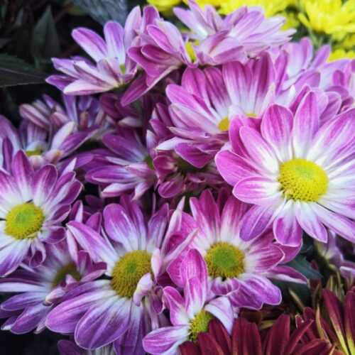 Un bouquet de chrysanthèmes : Une explosion de couleurs