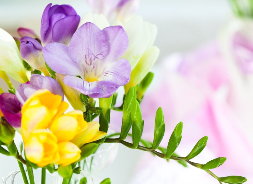 freesias jaunes et violets
