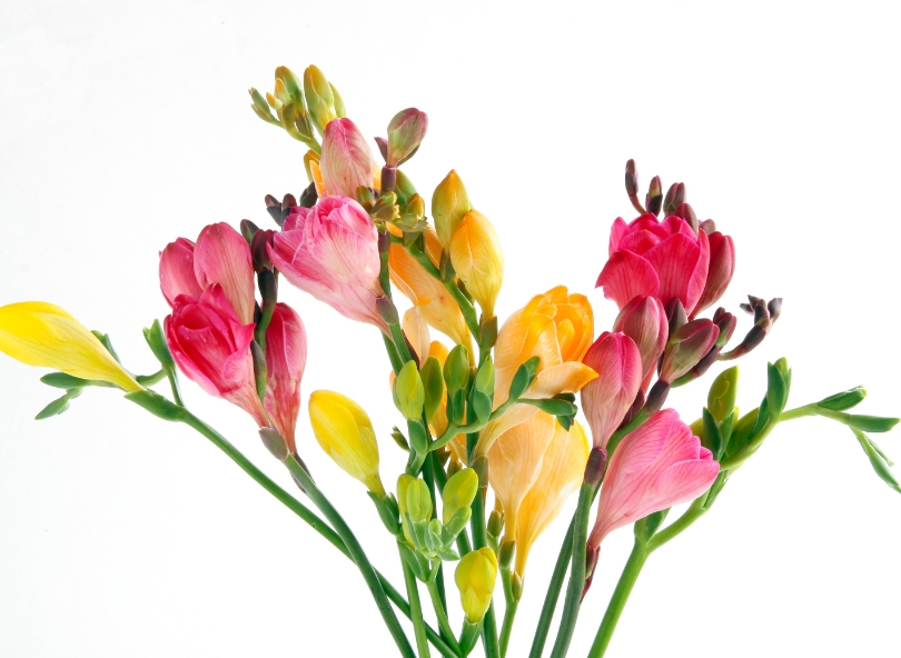petit bouquet de freesias rose et jaune