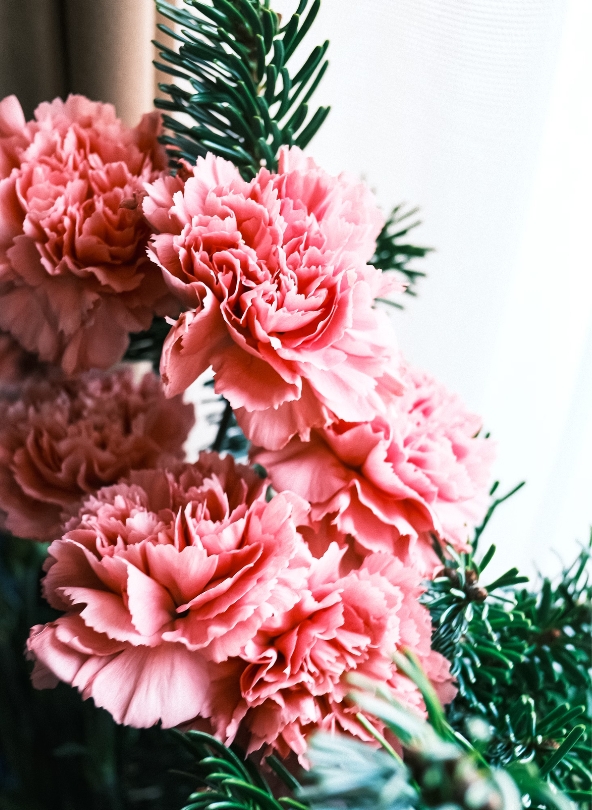 œillets roses