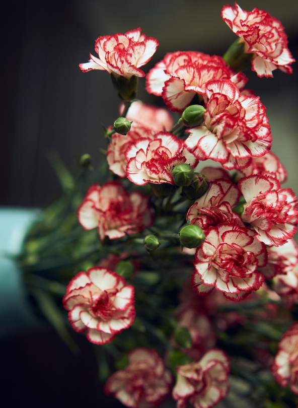 œillet rouge et blanc en bouquet