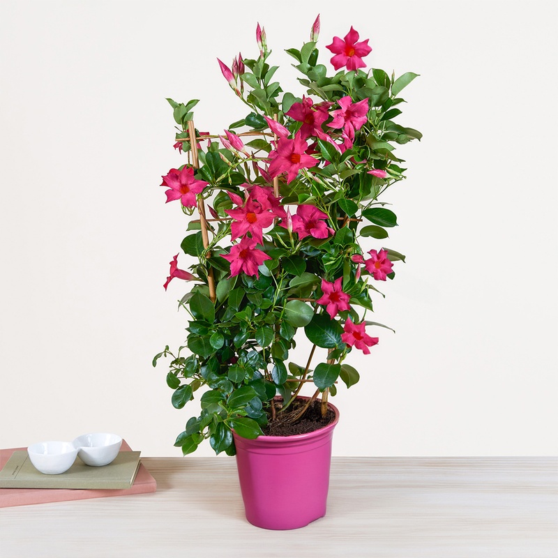 Plante dipladénia fleurs roses feuillage lustré sans cache pot livrée par 123fleurs vu sur le comparateur de fleurs bloomyrama