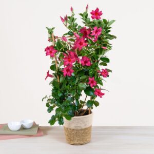 Plante dipladénia fleurs fuchsia feuillage vert en pot naturel livrée par 123fleurs vu sur le comparateur de fleurs bloomyrama