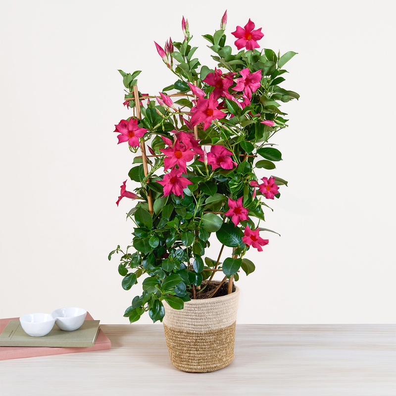 Plante dipladénia fleurs fuchsia feuillage vert en pot naturel livrée par 123fleurs vu sur le comparateur de fleurs bloomyrama