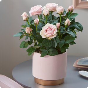 Petit rosier livré par 123fleurs dans un cache-pot sobre, fleurs roses, rouges ou blanches, trouvé sur le comparateur de fleurs bloomyrama