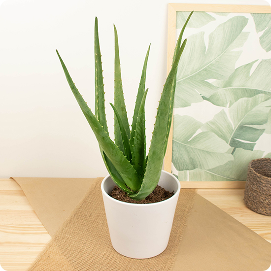 Plante Aloe Vera livré par 123fleurs avec feuillage vert graphique en cache pot gris vu sur le comparateur de fleurs bloomyrama