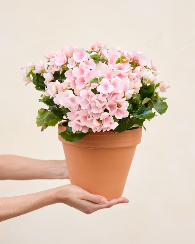 begonia livraison plante fleurie Bergamotte comparatif des fleuristes bloomyrama