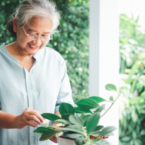 Anniversaire des 80 ans : Fleurs ou Plante ?