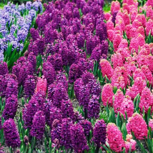 Jacinthes en bouquet : comment prolonger leur éclat et leur parfum ?