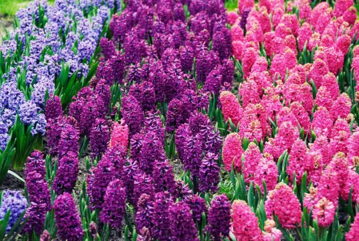 Jacinthes en bouquet : comment prolonger leur éclat et leur parfum ?