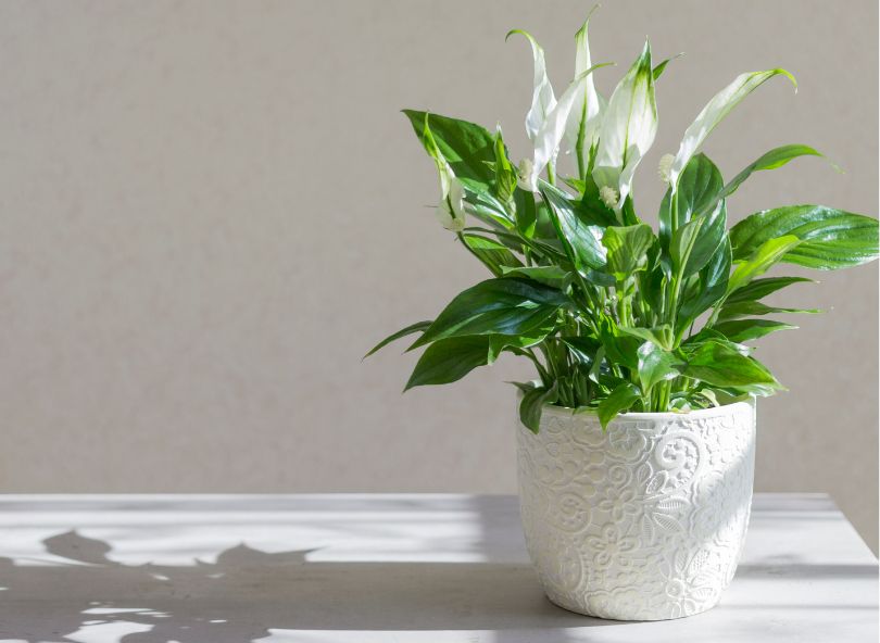 fleur de lune plante fleuries comparaison sur bloomyrama