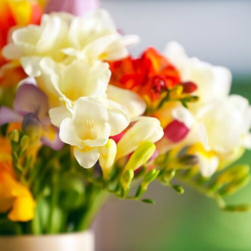 Mettez du style dans vos bouquets grâce au freesia