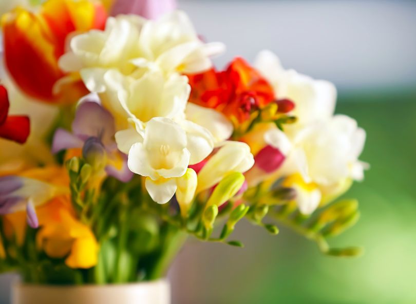 freesia bouquet comparateur de fleurs bloomyrama