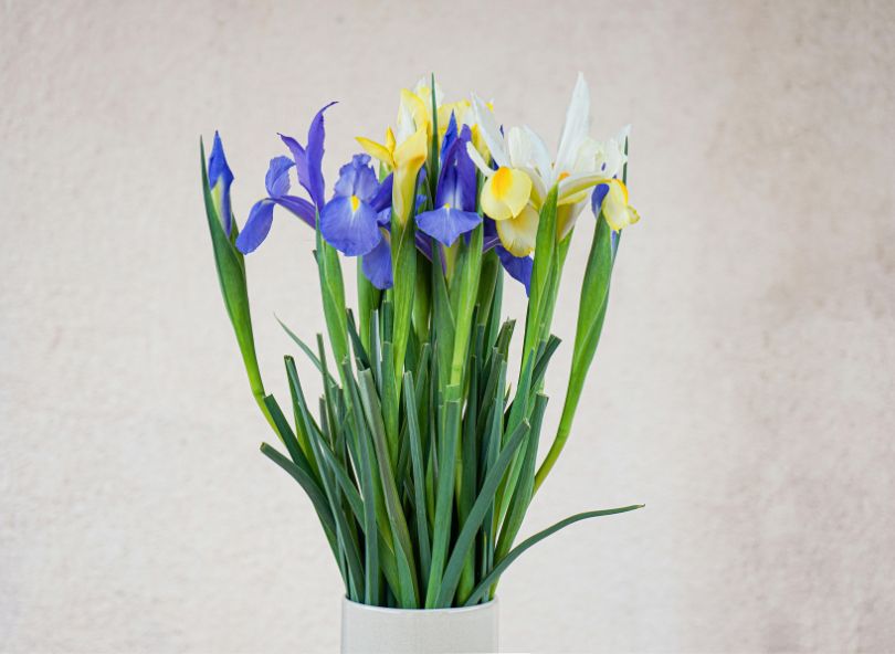 Iris en bouquet décoration intérieure comparaison de fleurs sur bloomyrama