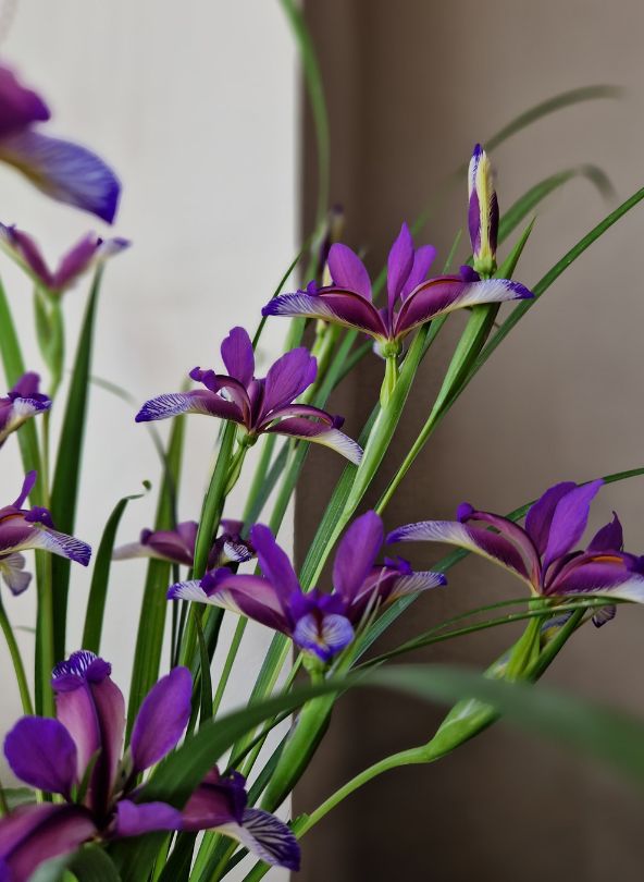 bouquet d'iris violets