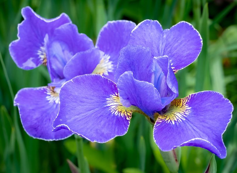 champ d'iris violets