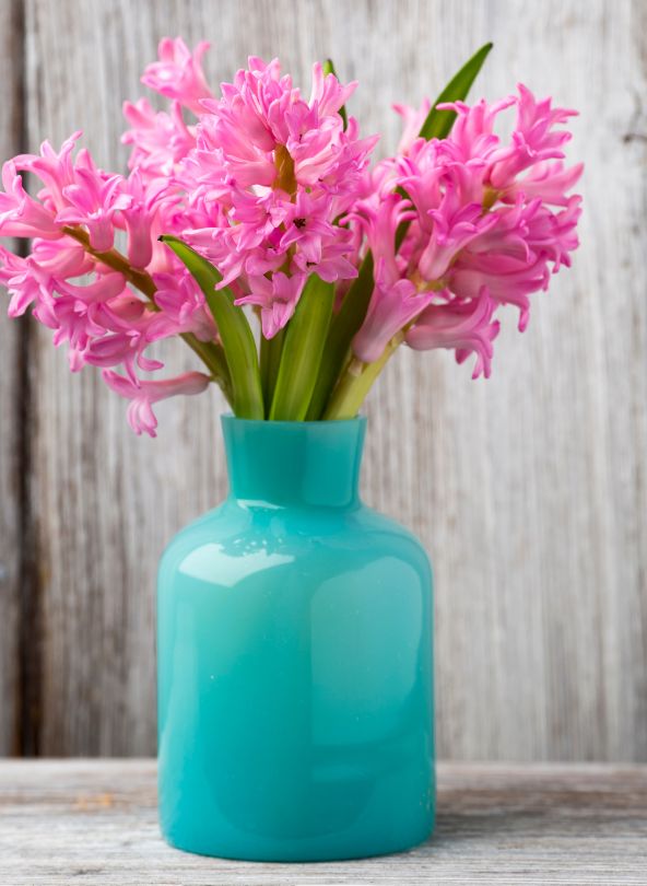 jacinthe rose vase comparateur de fleurs bloomyrama