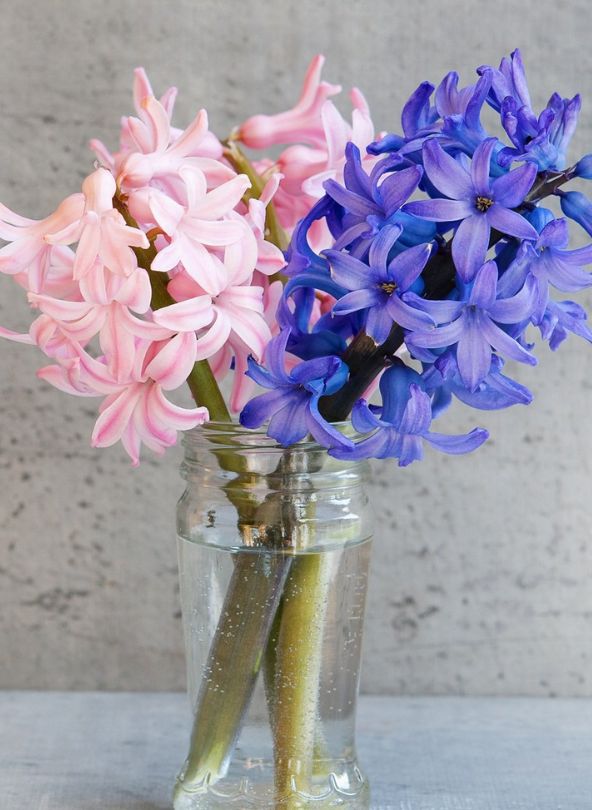 bouquet de jacinthe vase comparateur de fleurs bloomyrama