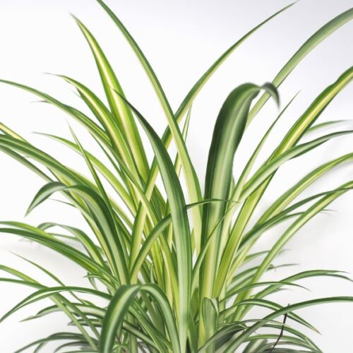 6 plantes dépolluantes pour votre maison ou votre bureau