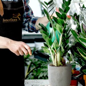 Plante verte selectionnee par un fleuriste Interflora pour decor naturel disponible sur le comparateur bloomyrama