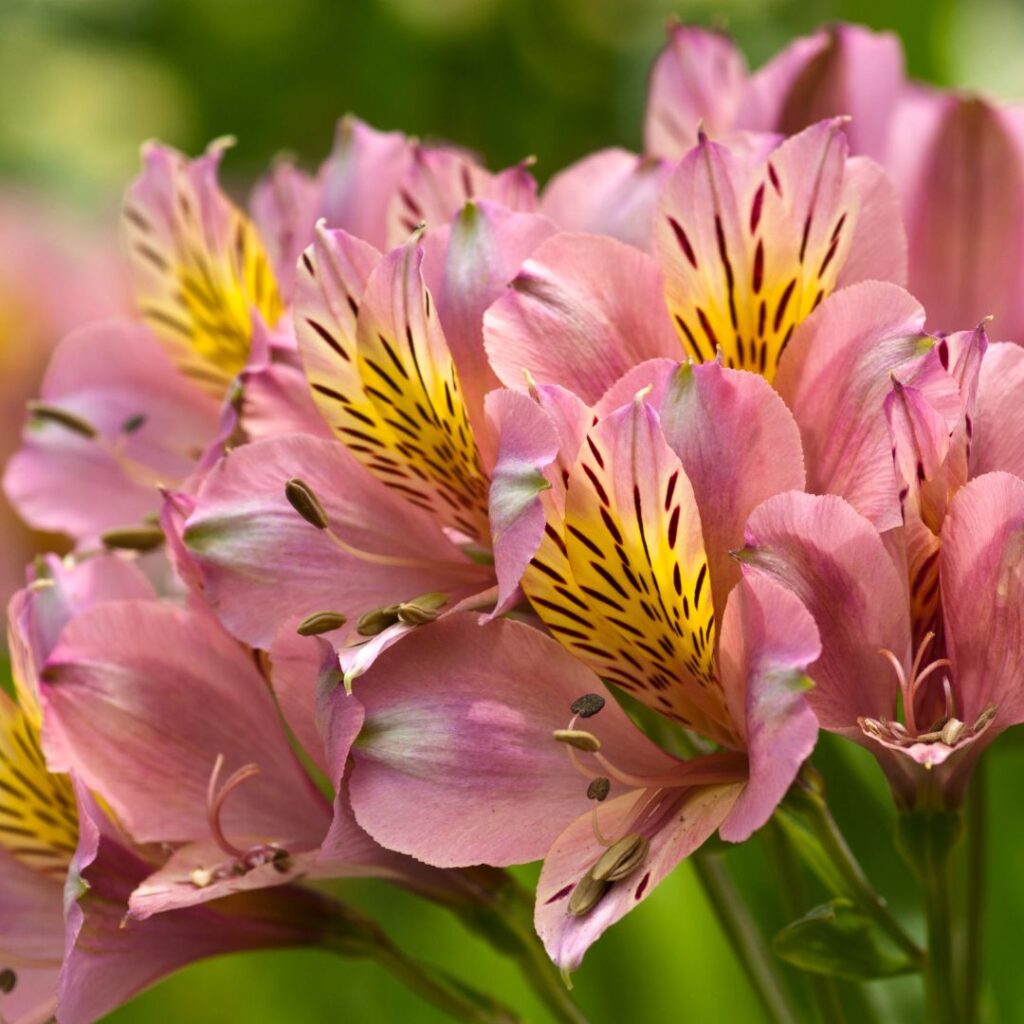 Alstroemerias fleurs durables en vase comparateur bloomyrama