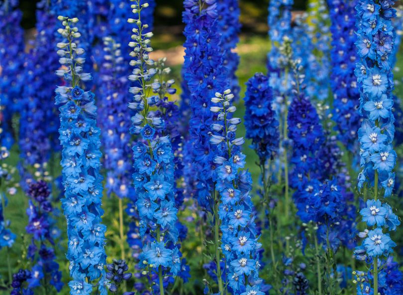 Delphiniums bleus nature comparateur bloomyrama