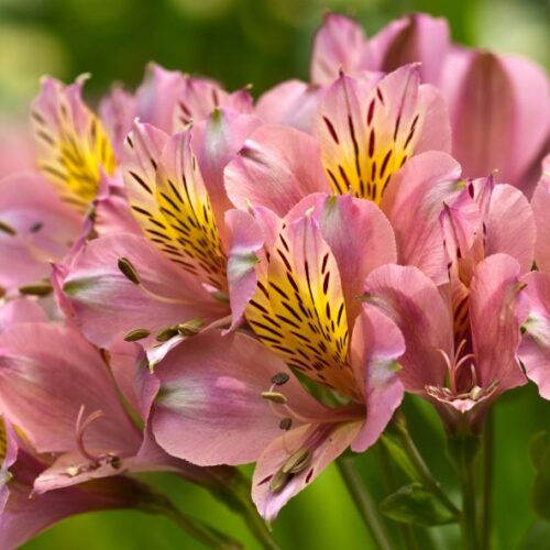 Offrir un bouquet d’alstroemerias : Symbole et utilisation