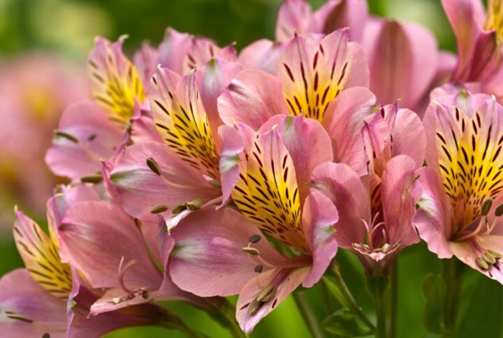 Offrir un bouquet d’alstroemerias : Symbole et utilisation