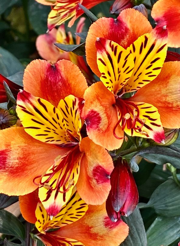 alstroemeria orange bouquet comparaison sur bloomyrama