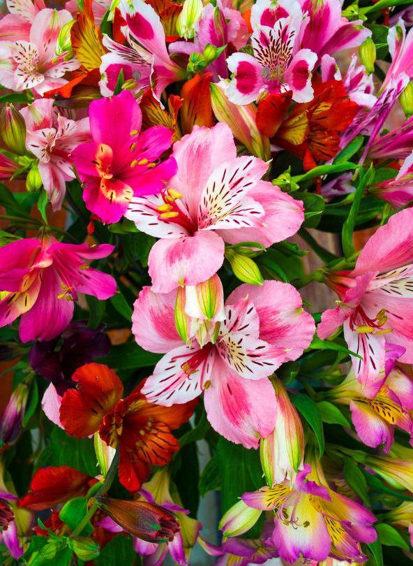 alstroemeria rouge rose bouquet comparaison sur bloomyrama