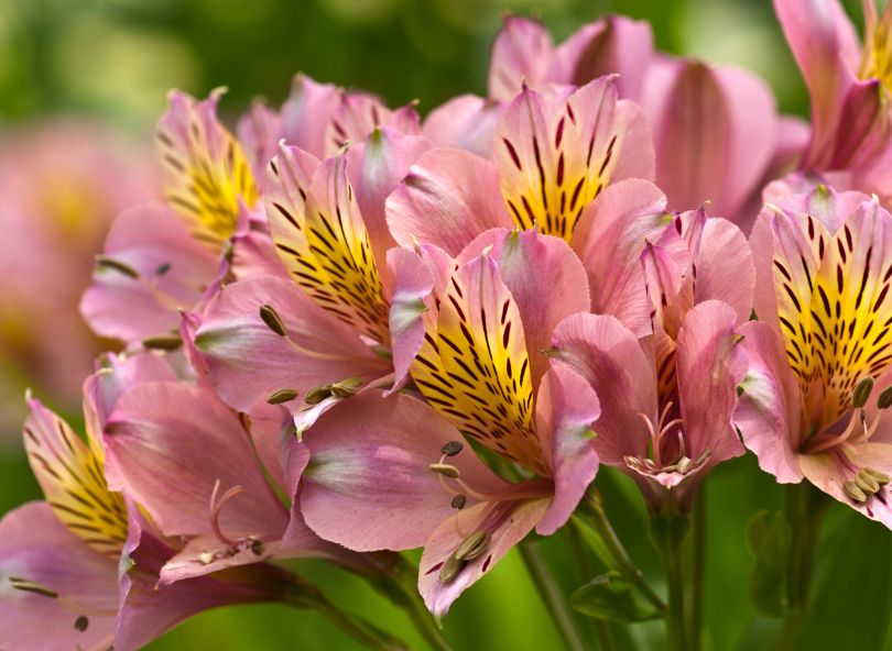 alstroemeria rose bouquet comparaison sur bloomyrama