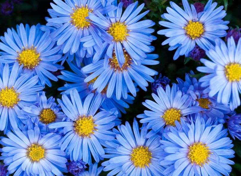 asters bleus bloomyrama le comparateur de fleurs