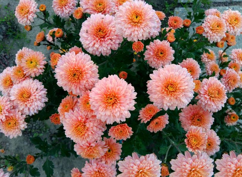 asters orange bloomyrama le comparateur de fleurs