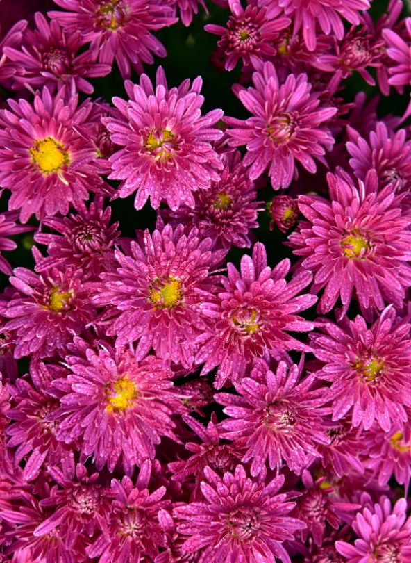 asters rose bloomyrama le comparateur de fleurs