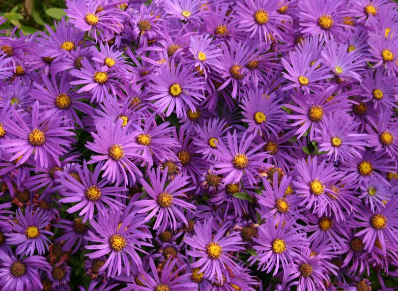 asters violet bloomyrama le comparateur de fleurs