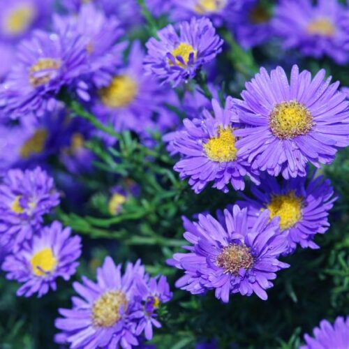 Pensez aux asters pour vos bouquets champêtres et colorés