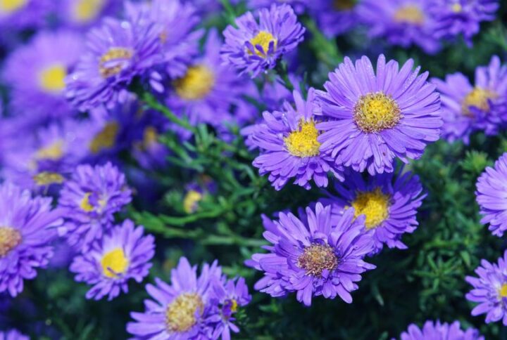 Pensez aux asters pour vos bouquets champêtres et colorés